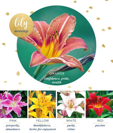 Meaning Of White Lily Flower | Best Flower Site