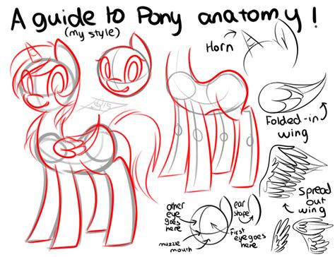 Pony Anatomy by Tamoqu on DeviantArt