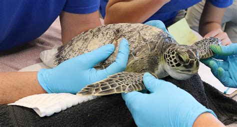 Sea Turtle Conservation Program - The Florida Aquarium