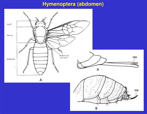 PPT - Order Hymenoptera PowerPoint Presentation - ID:7046211