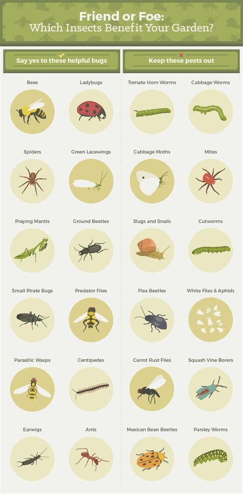 Everything You Need To Know About Getting Rid Of Common Garden Pests ...