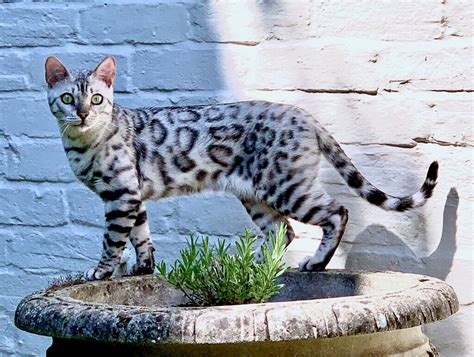 Silver Bengal Cat 101: Facts, Temperament, Care & More Info - Pets Nurturing