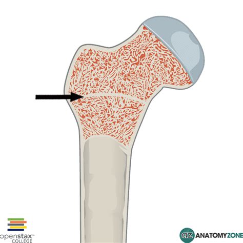 Long Bone Labeled Epiphyseal Plate : Match the different dots with the zones and structures ...