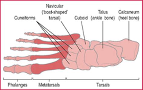 Slew foot | definition of slew foot by Medical dictionary