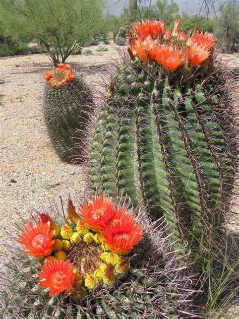 Barrel Cactus Types | Earthmedia