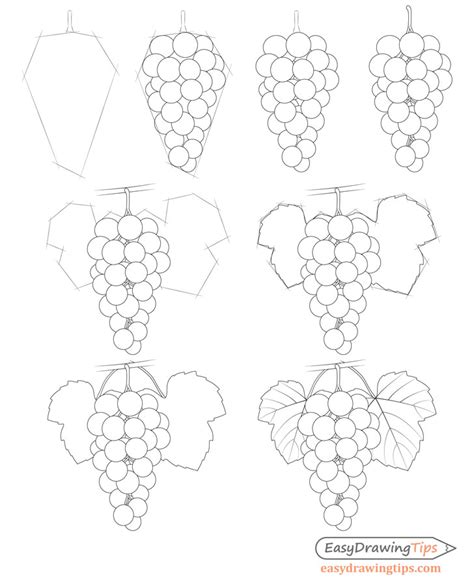 How to Draw Grapes Step by Step Tutorial - EasyDrawingTips