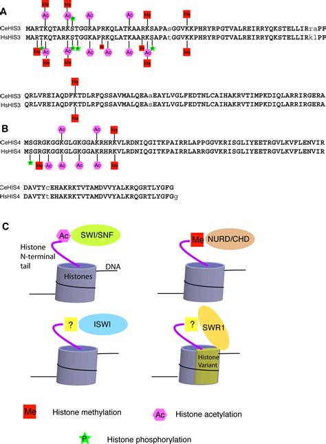 Mi-2 nucleosome remodeling and deacetylase complex; Histone Deacetylase Complex NuRD