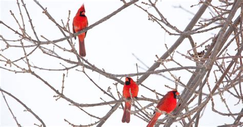 New Jersey Seasonal Natural Events | The Nature Conservancy