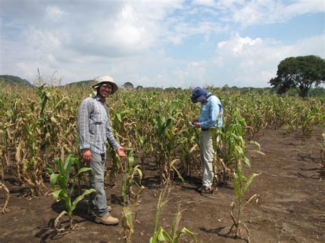 Learning partnerships turn research into results for Mexican agriculture » Seeds of Discovery