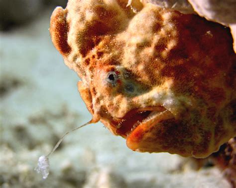 Watch: It may not look like much, but this fish can strike at lightning ...