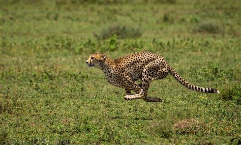 Cheetah running wallpaper | animals | Wallpaper Better