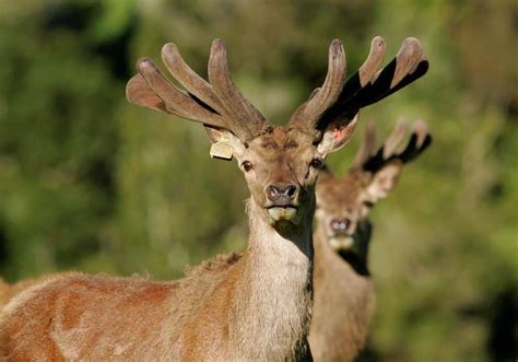 Deer antler velvet - What is it? | Canes Deer Velvet