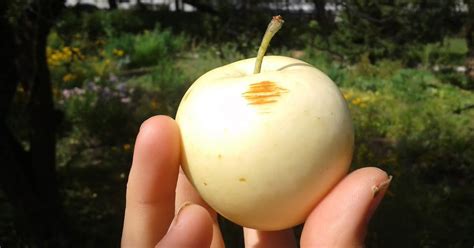 Forest Garden Plants: Saving Rare Apple Varieties - across Europe