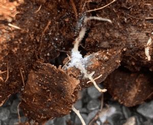 Root Mealybugs: Identification and Control – Citycacti