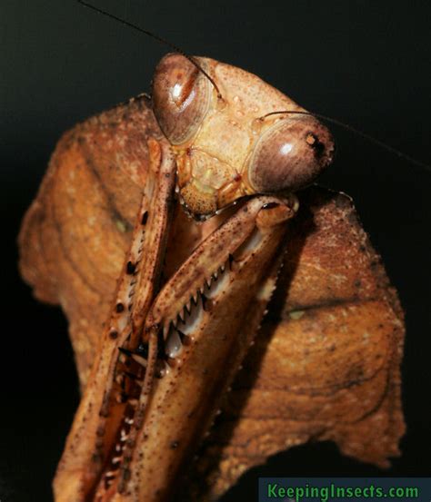 Dead Leaf Mantis - Deroplatys desiccata | Keeping Insects