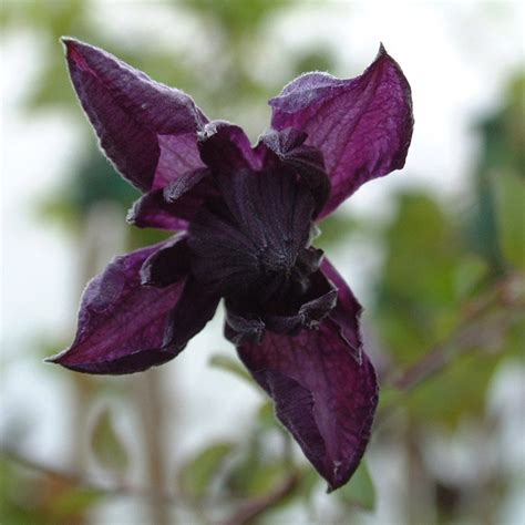 Buy clematis (group 3) (syn. Clematis viticella Mary Rose) Clematis viticella 'Flore Pleno ...