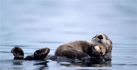 Sea Otter Conservation : Biology