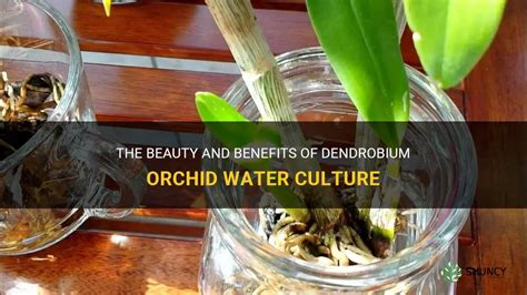 The Beauty And Benefits Of Dendrobium Orchid Water Culture | ShunCy