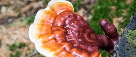 Reishi Mushroom Benefits: Plus How To Use And Side Effects - Natures Rise