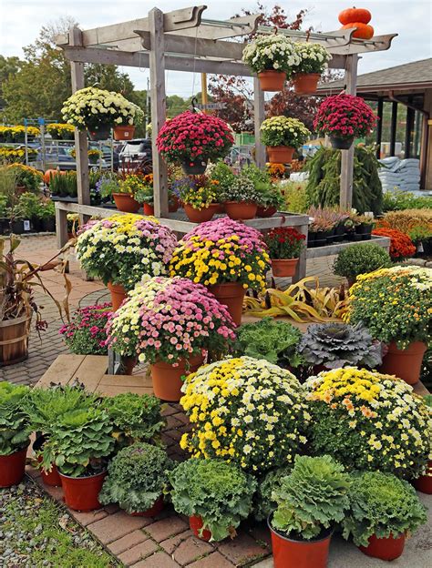 Are Fall Mums Perennial? - Hyannis Country Garden