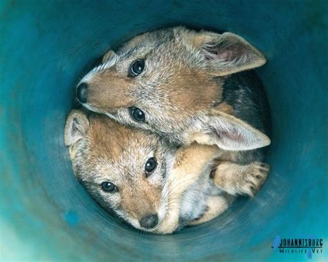 Black-Backed Jackal pups rescued & released after being trapped in drain