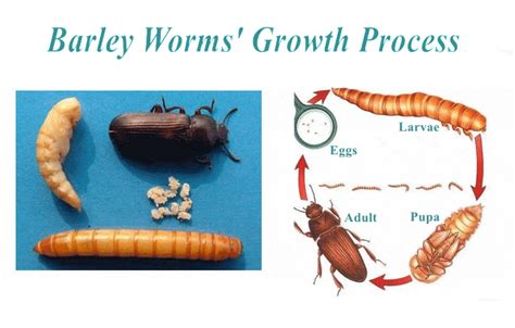 What Is the Life Cycle of Mealworms?