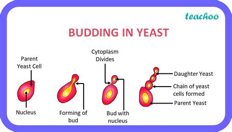 [MCQ] Asexual reproduction takes place through budding in (a) Amoeba