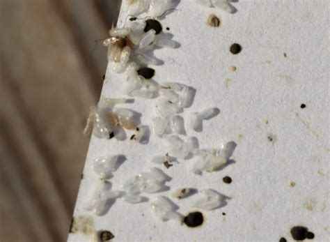 Where Do Bed Bugs Lay Eggs? | American Pest Control