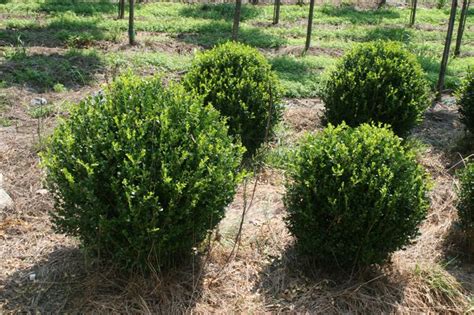 BUXUS micropylla var. ‘Korean’ Winter Green/ Winter Gem Boxwood | Cherry Creek Nursery