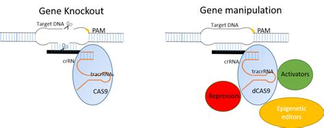 Crispr Cas9 Guide ~UPD~