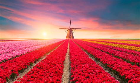 5 places to visit in the Netherlands for flower lovers | DutchReview