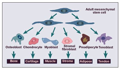 Mesenchymal stem cells can differentiate into several mesenchymal ...