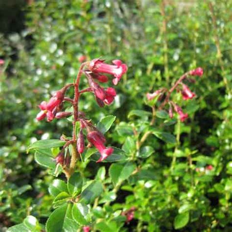 ESCALLONIA RED HEDGER | Old Hall Nurseries