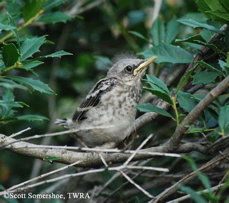 Tennessee Watchable Wildlife | northern mockingbird - Habitat: