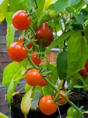 Tomato (Small) Grow Guide