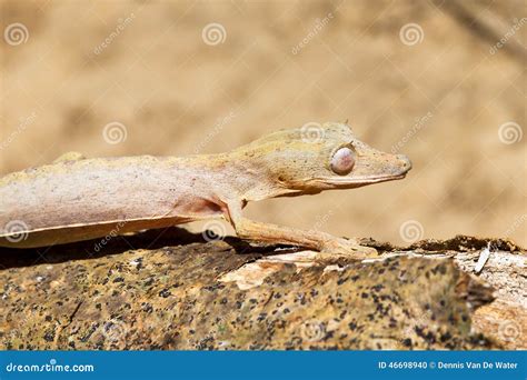 Lined leaf-tailed gecko stock photo. Image of endangered - 46698940