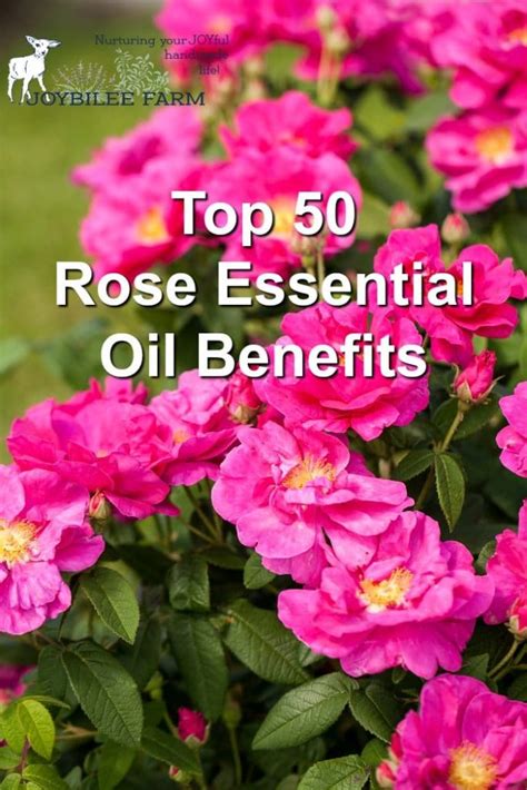 Top 50 Rose Essential Oil Benefits - Joybilee® Farm | DIY | Herbs ...