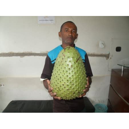 Graviola - Soursop Seeds (Annona muricata) - Price €3.85