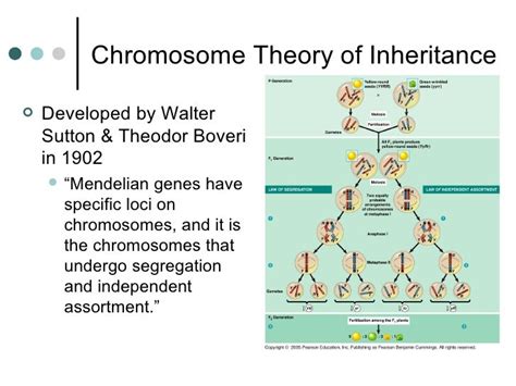 The Chromosomal Basis Of Inheritance