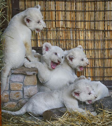 The cuteness of these rare white lion cubs is too much to handle | Mashable