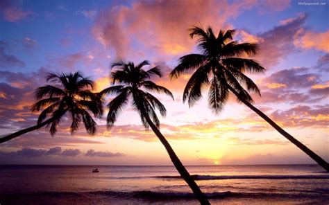 🔥 [50+] Palm Tree Sunset Wallpapers | WallpaperSafari