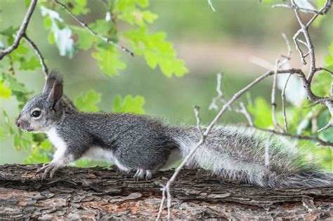 Squirrel: Fox, Pine, and Abert’s