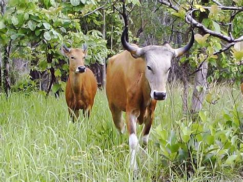 Banteng | Fauna Conservation::Kadoorie Farm and Botanic Garden