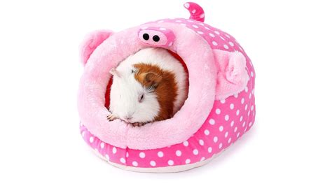 Best guinea pig accessories: The top toys for your pets | PetsRadar