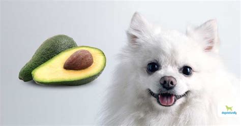 Is Avocado Good For Dogs? - Dogs Naturally