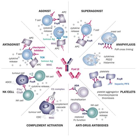 Immunotoxicology | Charles River