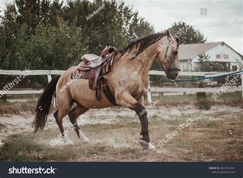 Beautiful Young Buckskin Stallion Western Saddle Stock Photo 2023761845 ...