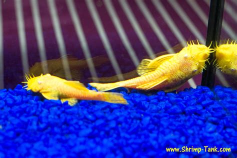 Bristlenose albino pleco photos @ Shrimp Tank