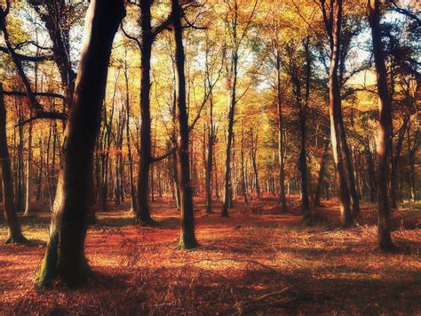 English Woodland in Autumn | sagesolar | Flickr