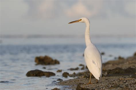 Eastern Reef Egret (Egretta sacra) white morph | Lady Elliot… | Flickr